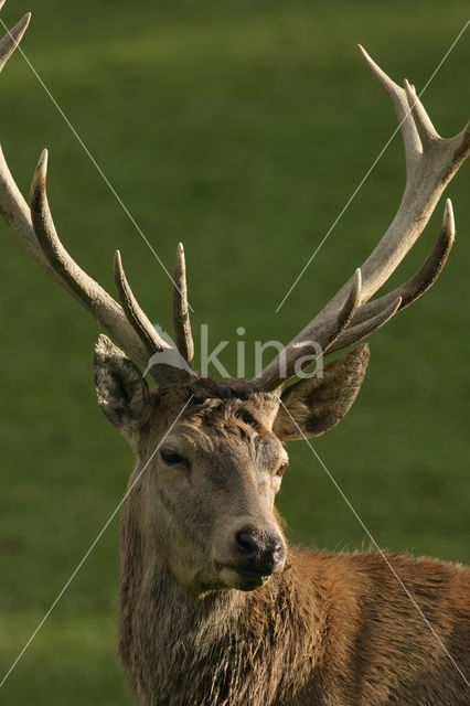 Red Deer (Cervus elaphus)