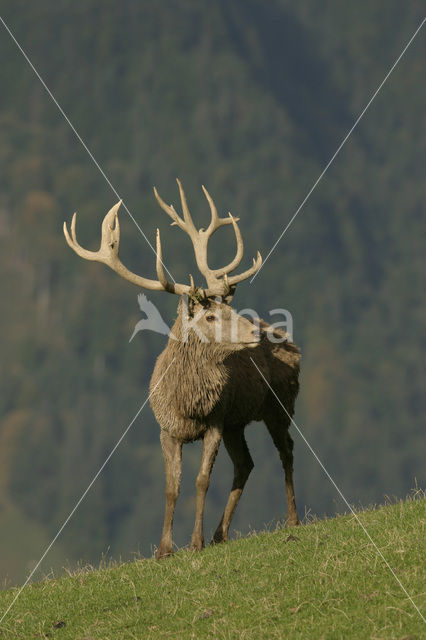 Red Deer (Cervus elaphus)