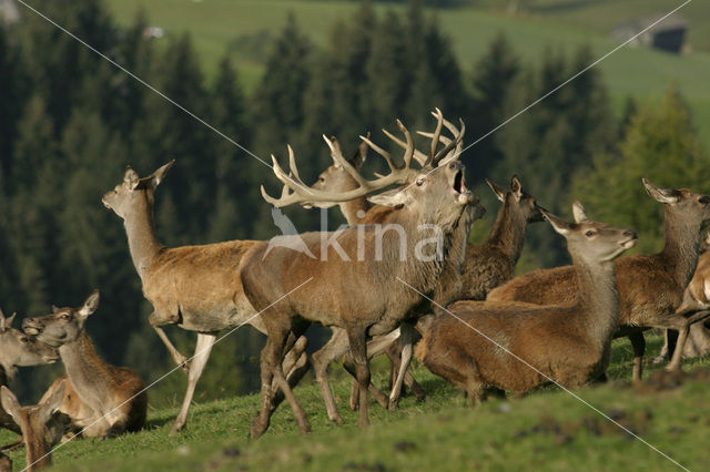 Red Deer (Cervus elaphus)