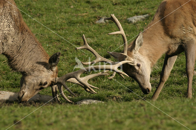 Red Deer (Cervus elaphus)