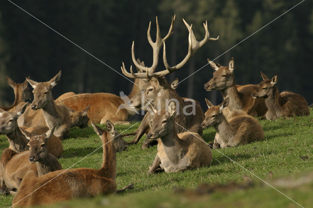 Red Deer (Cervus elaphus)