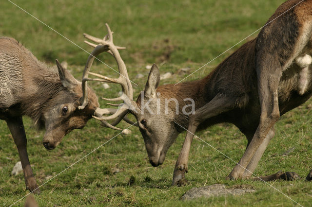 Red Deer (Cervus elaphus)