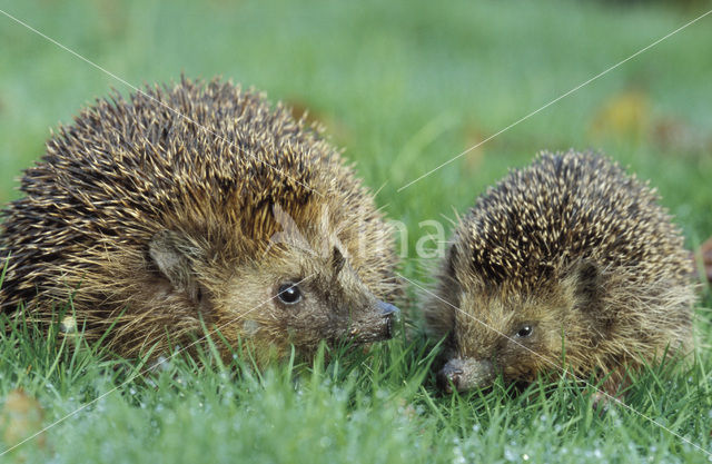 Hedgehog (Erinaceus europaeus)