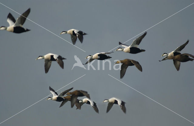 Eider (Somateria mollissima)