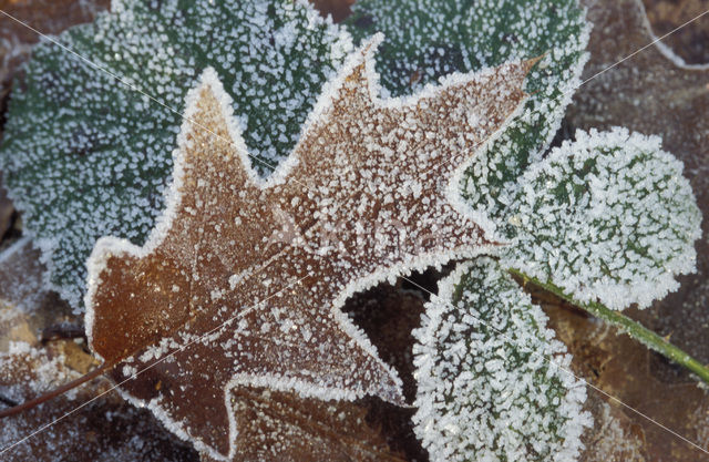 Oak (Quercus)