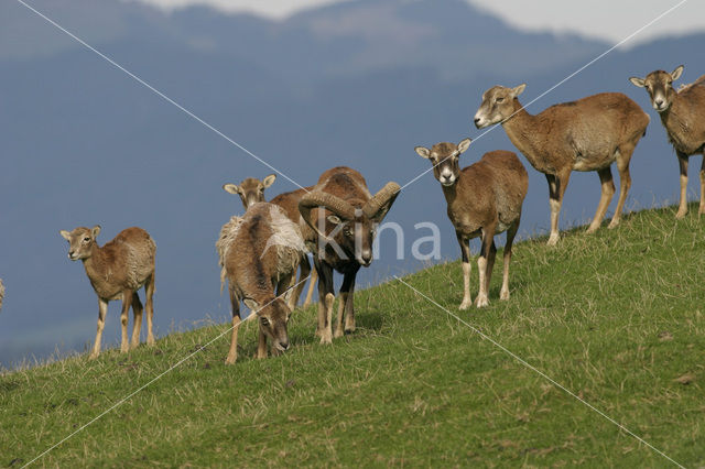 European Mouflon (Ovis orientalis)