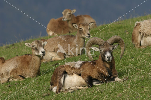 Europese Mouflon (Ovis orientalis)