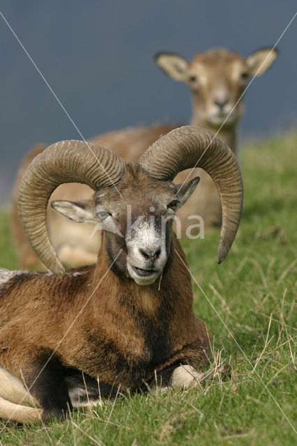 Europese Mouflon (Ovis orientalis)