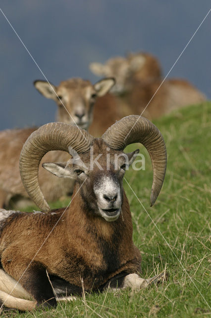 European Mouflon (Ovis orientalis)