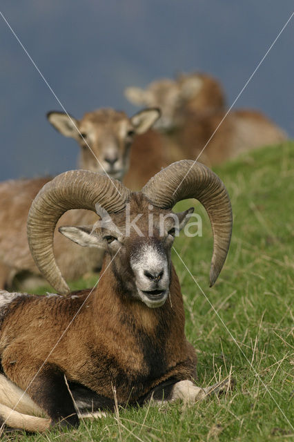 Europese Mouflon (Ovis orientalis)