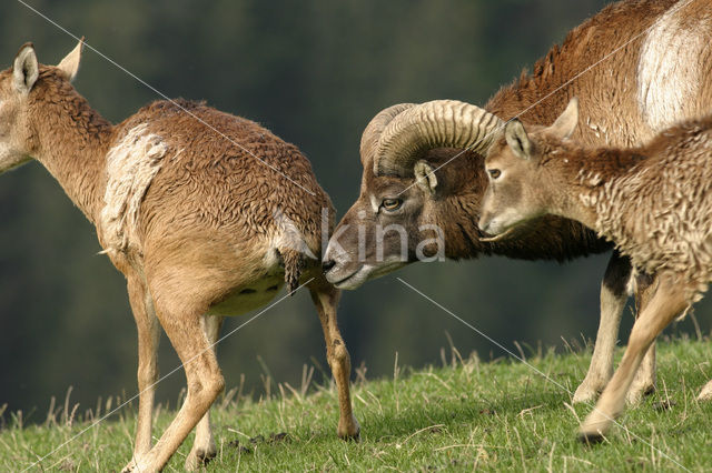 Europese Mouflon (Ovis orientalis)