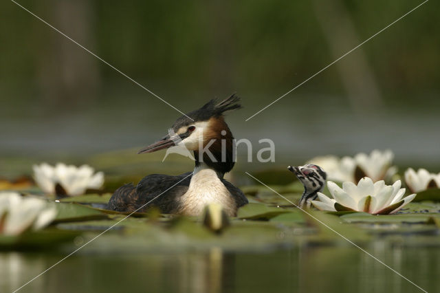 Great Crested Grebe (Podiceps cristatus)