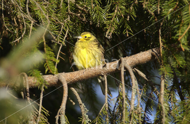 Yellowhammer (Emberiza citrinella)