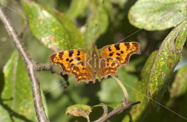 Comma (Polygonia c-album)