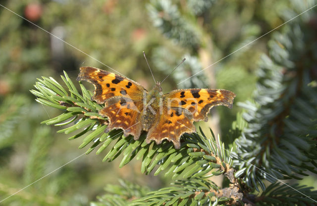 Comma (Polygonia c-album)