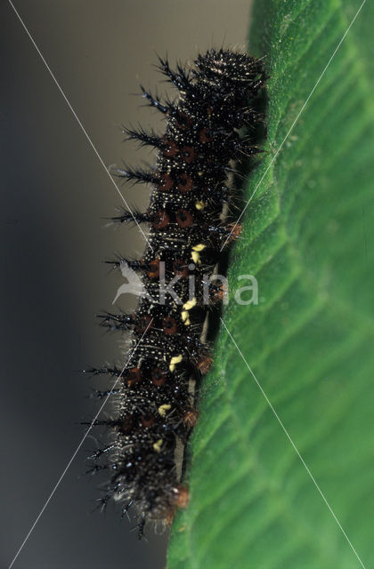 Gehakkelde aurelia (Polygonia c-album)