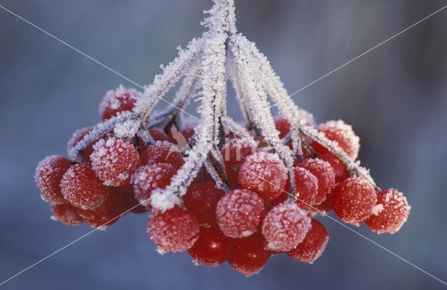 Guelder Rose