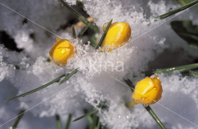 Yellow Crocus (Crocus ancyrensis)