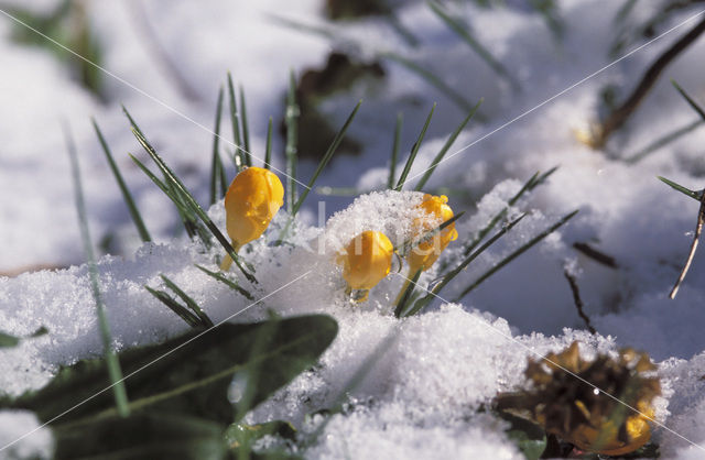 Yellow Crocus (Crocus ancyrensis)