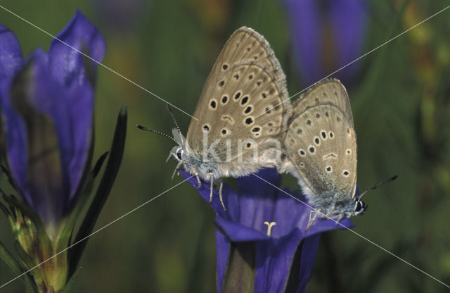 Alcon Blue (Maculinea alcon)