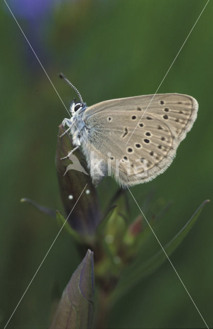 Alcon Blue (Maculinea alcon)