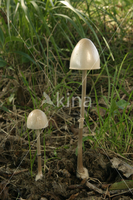 Geringde vlekplaat (Panaeolus fimiputris)