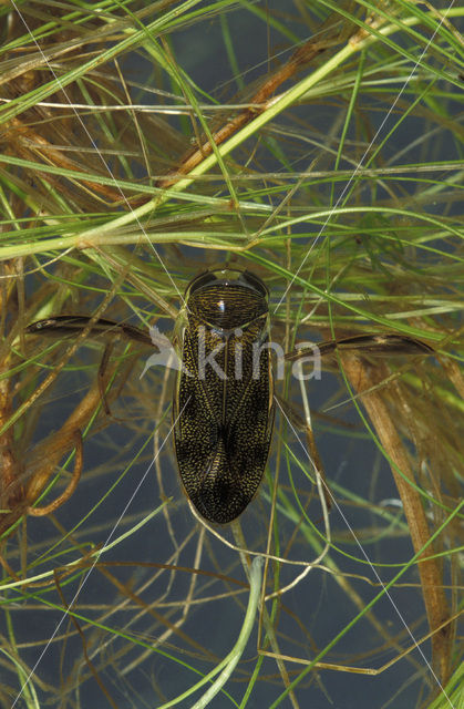 Gestippelde duikerwants (Corixa punctata)