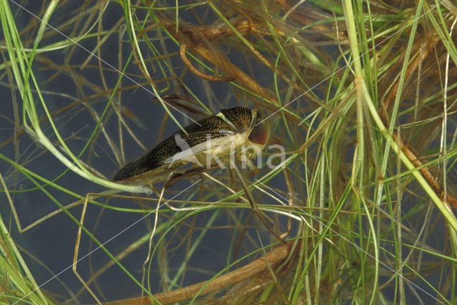 Gestippelde duikerwants (Corixa punctata)
