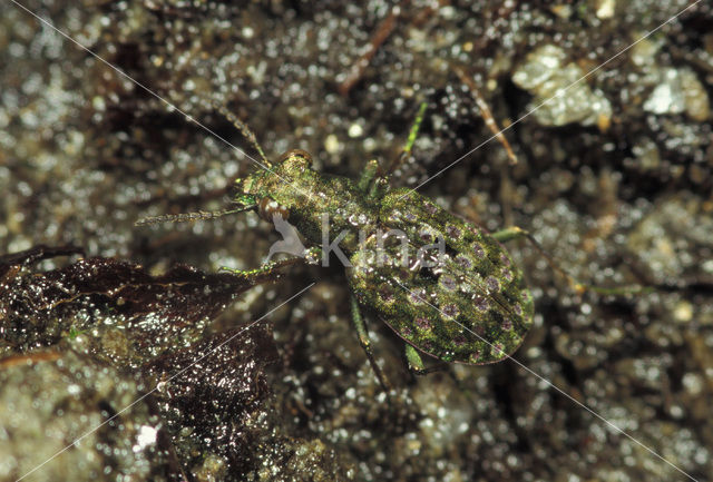 ground Beetle (Elaphrus riparius)