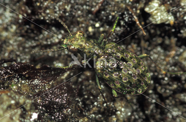 ground Beetle (Elaphrus riparius)