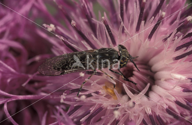 Common cleg fly (Haematopota pluvialis)