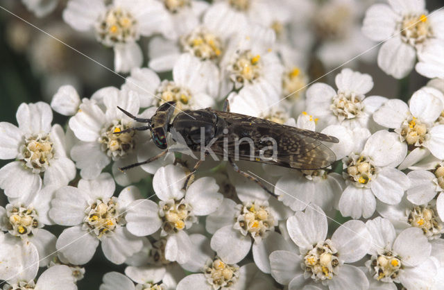 Gewone regendaas (Haematopota pluvialis)