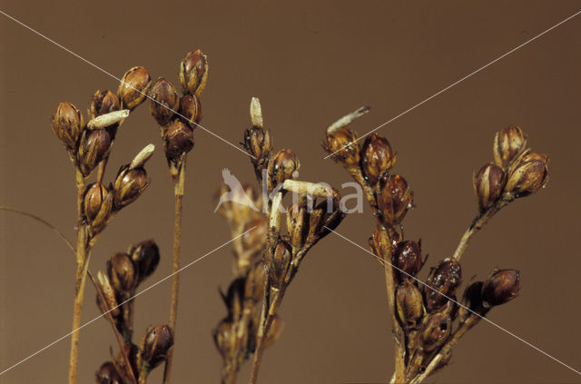 Rush Moth (Coleophora alticolella)