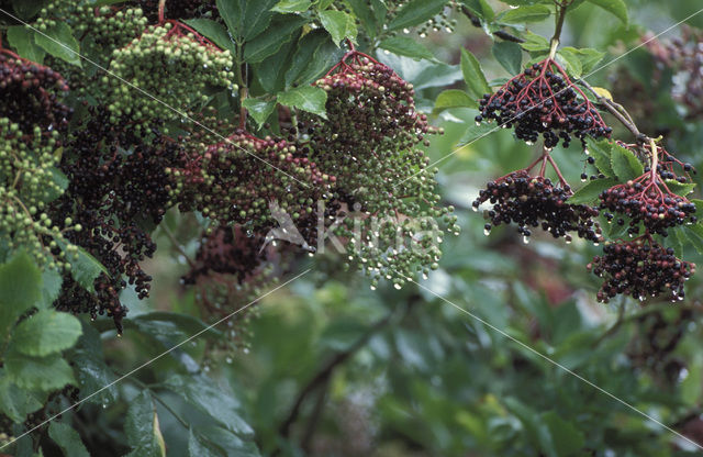 Gewone vlier (Sambucus nigra)