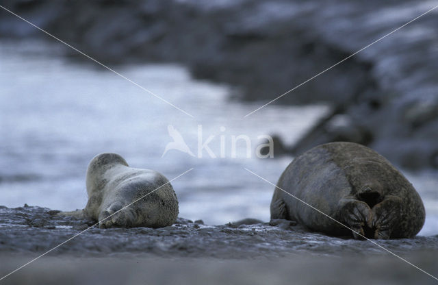 Common Seal (Phoca vitulina)