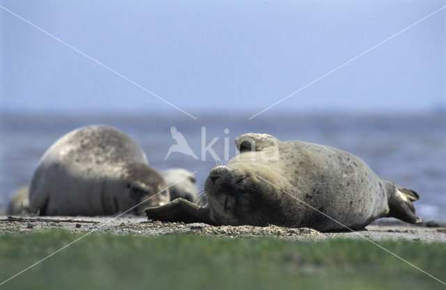 Common Seal (Phoca vitulina)
