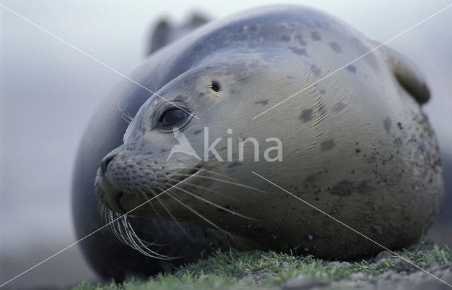 Common Seal (Phoca vitulina)
