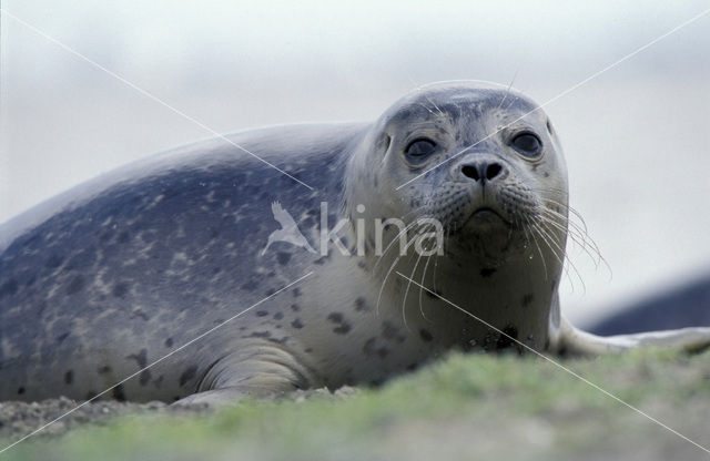 Common Seal (Phoca vitulina)