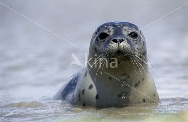 Common Seal (Phoca vitulina)