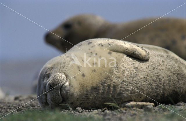 Common Seal (Phoca vitulina)