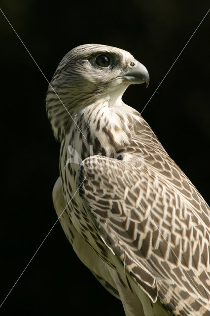 Gyrfalcon (Falco rusticolus)