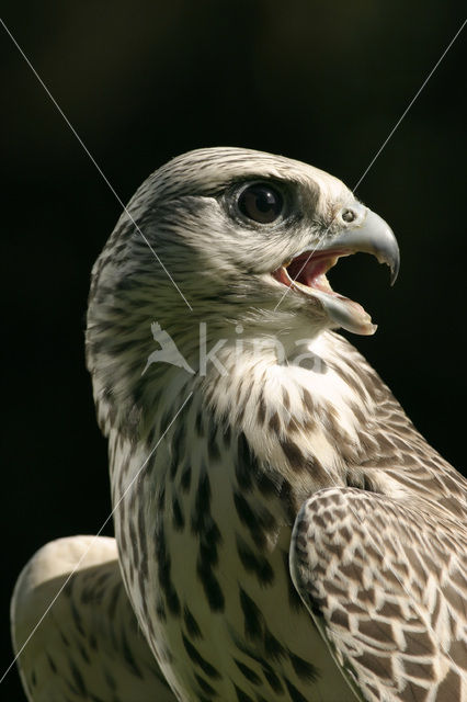 Gyrfalcon (Falco rusticolus)