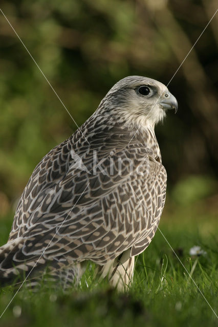 Gyrfalcon (Falco rusticolus)