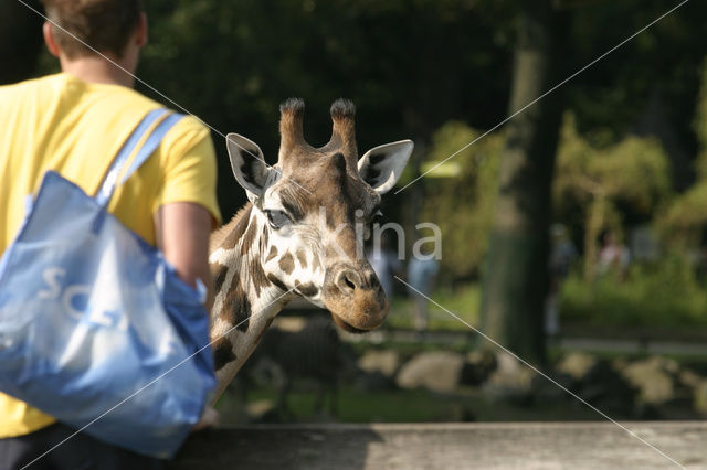 Giraffe (Giraffa camelopardalis spec.)