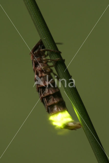 Glow worm (Lampyris noctiluca)