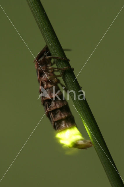 Glimworm (Lampyris noctiluca)