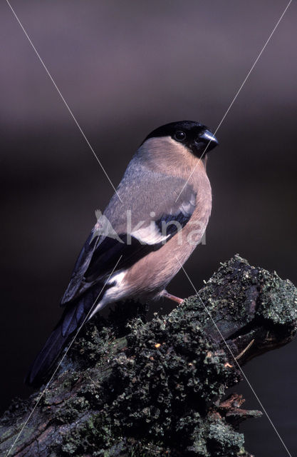 Eurasian Bullfinch (Pyrrhula pyrrhula)