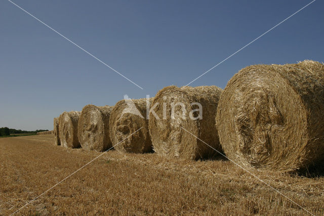 Grain