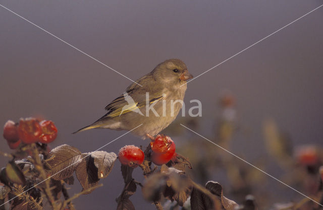 European Greenfinch (Carduelis chloris)