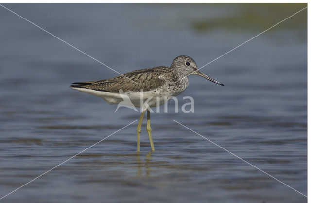 Groenpootruiter (Tringa nebularia)